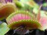 Falle Dionaea muscipula