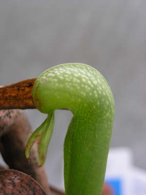 Darlingtonia californica Schlauch