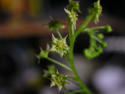 Drosera adelae Blte