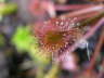 Drosera intermedia x rotundifolia