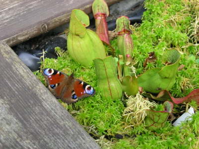 Sarracenia purpurea mit Schmetterling