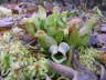 Sarracenia purpurea im Winter