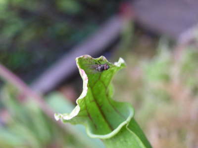 Sarracenia Schlauch mit Fliege